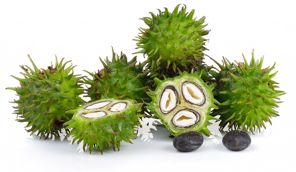 Castor Oil Plant On White Background